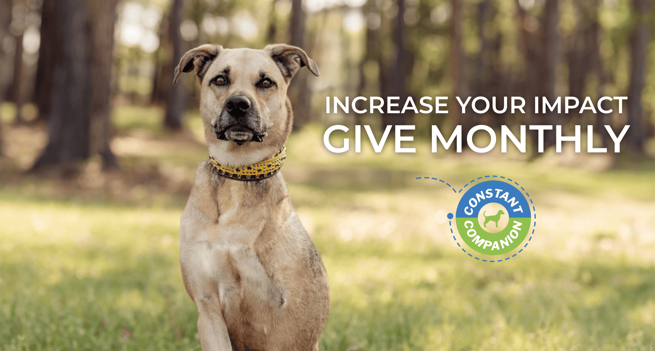 Constant Companions Club